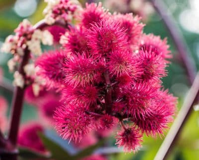 AdobeStock 224886040 Ricinus Pflanze klein 400x323 1