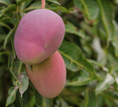 Mango 400x363 1